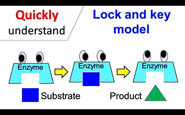 Key Model Comp Card Info Every Aspiring Model Needs
